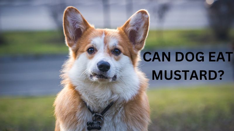 Can Dogs Eat Mustard?
