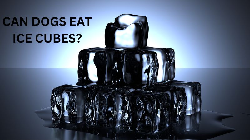 can dogs eat ice cubes