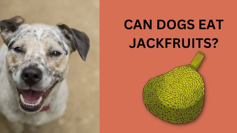Can Dogs Eat Jackfruits?What Happens If They Do?