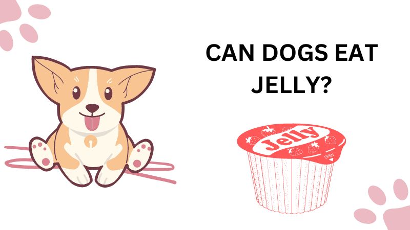 can dogs eat jelly