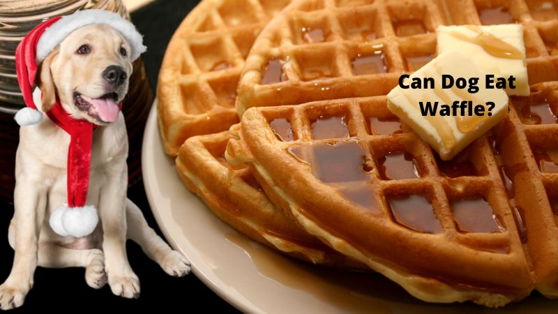 Can Dog Eat Waffle .