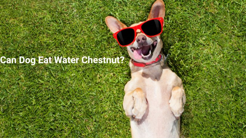 Can Dog Eat Water Chestnut?