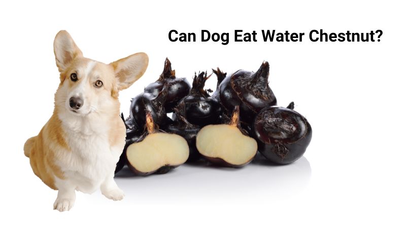 Can Dog Eat Water Chestnut?Benefits And Risk 2024
