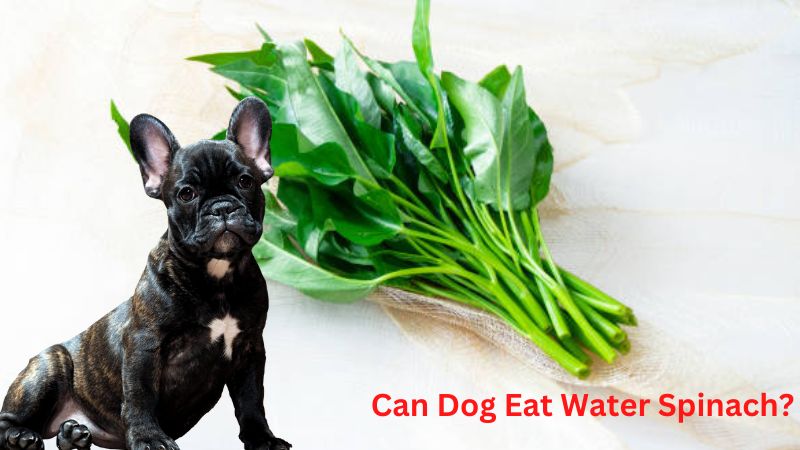 Can Dog Eat Water Spinach?