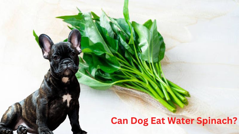 Can Dog Eat Water Spinach?A Comprehensive Guide