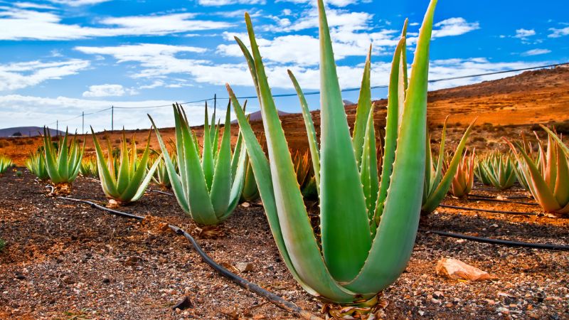 Can Dogs Eat Aloe Vera