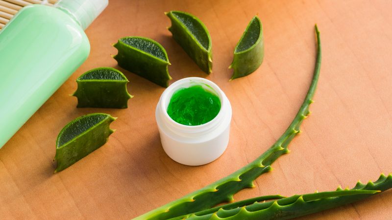 Can Dogs Eat Aloe Vera