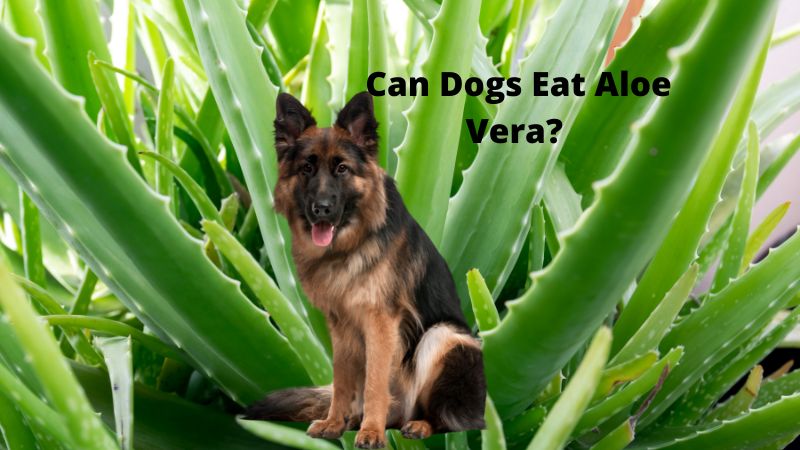 Can Dogs Eat Aloe Vera?