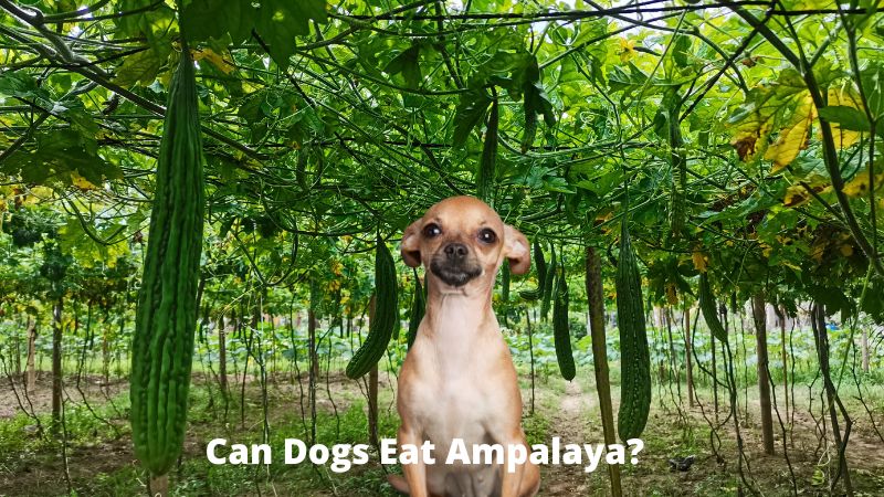 Can Dogs Eat Bitter Melon?Vet Approved Facts & FAQ