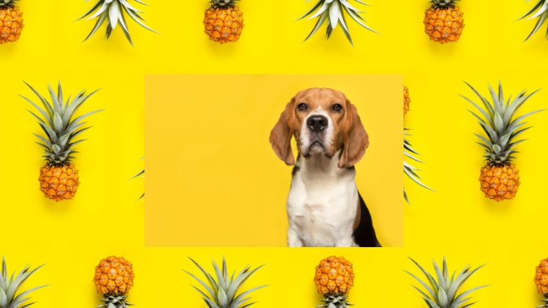 Can Dogs Eat Ananas 