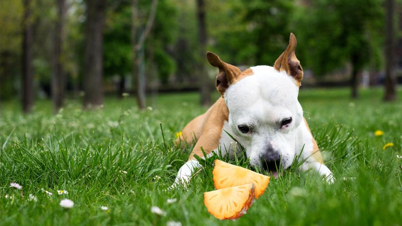 Can Dogs Eat Ananas 