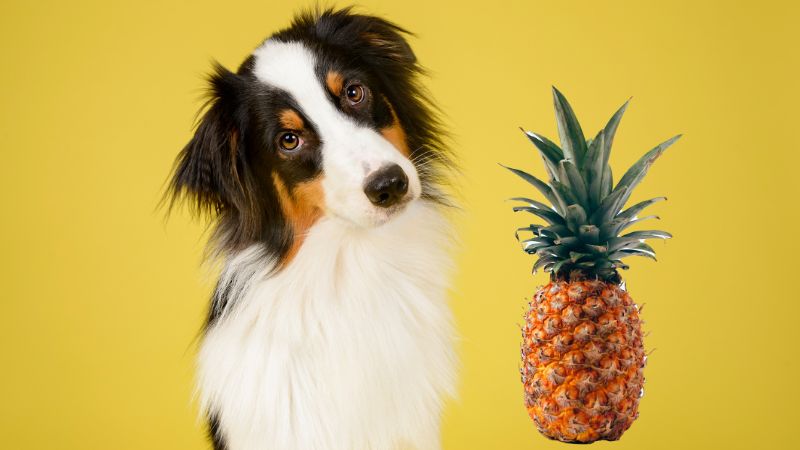 Can Dogs Eat Ananas