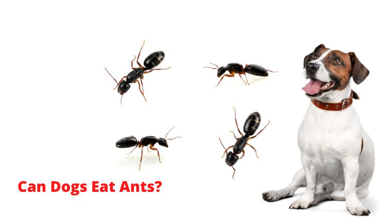 Can Dogs Eat Ants?