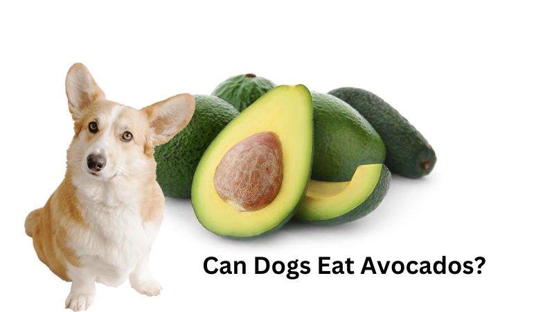 Can Dogs Eat Avocados