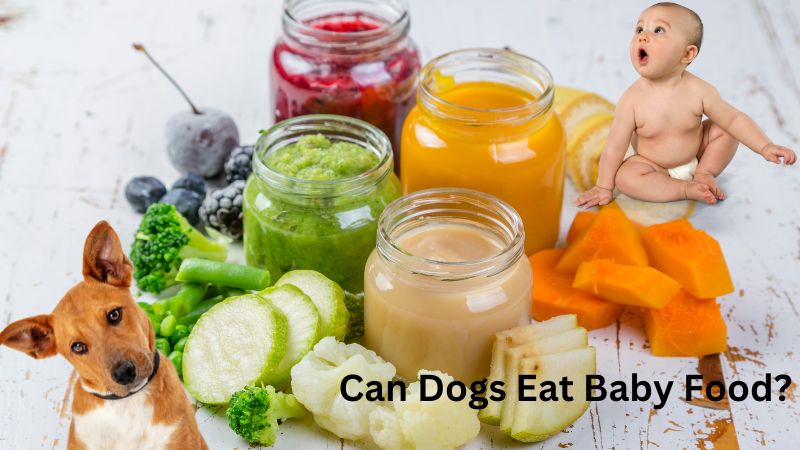 Can Dogs Eat Baby Food?Baby Foods for Dogs