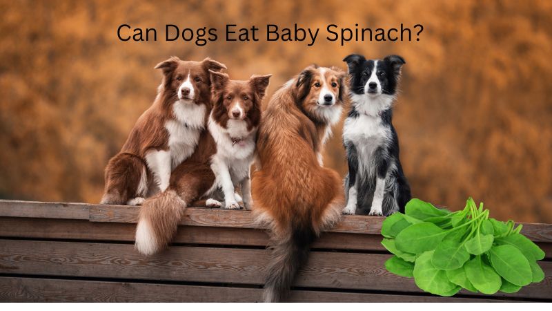 Can Dogs Eat Baby Spinach