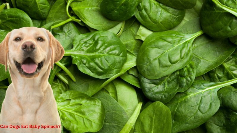 Can Dogs Eat Baby Spinach?