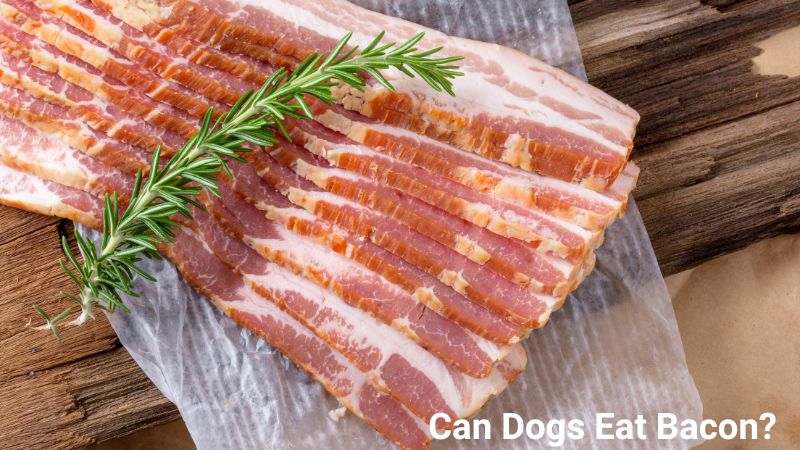 Can Dogs Eat Bacon 