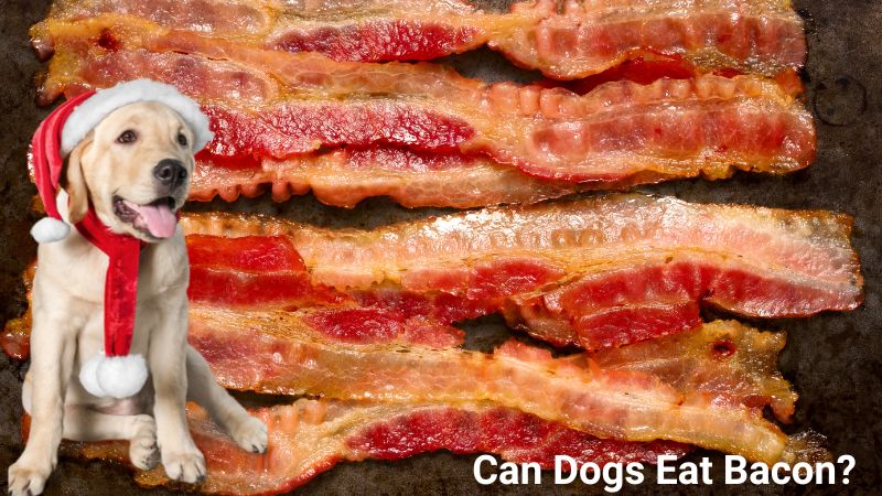 Can Dogs Eat Bacon?