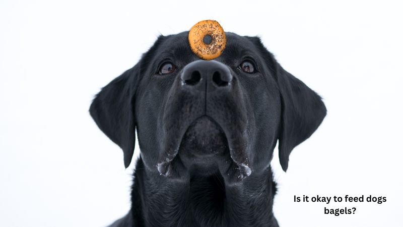 Can Dogs Eat Bagels