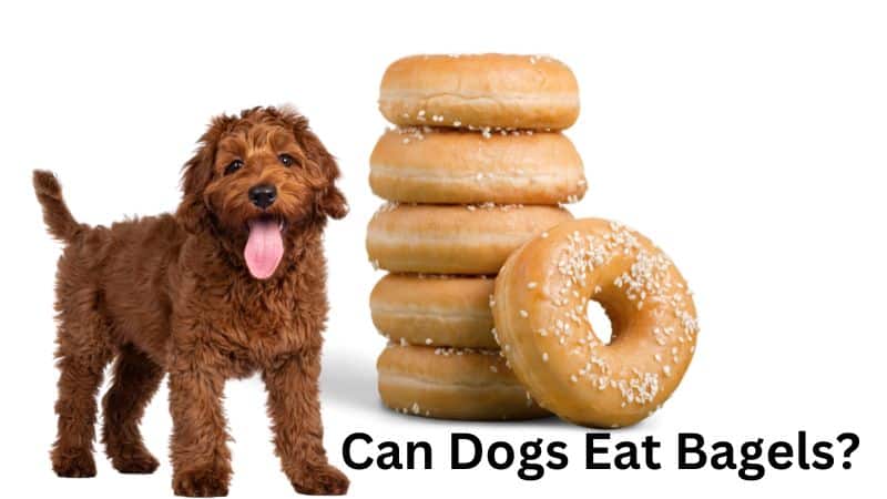 Can Dogs Eat Bagels?Vet Approved Facts & FAQ