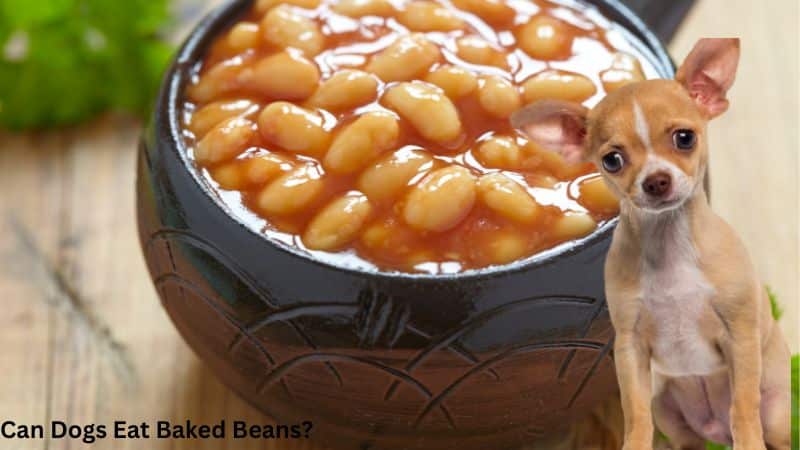 Can Dogs Eat Baked Beans?