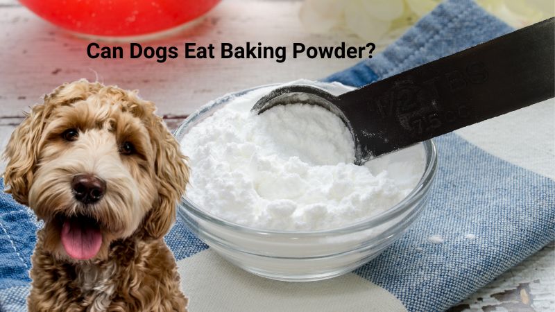 Can Dogs Eat Baking Powder?