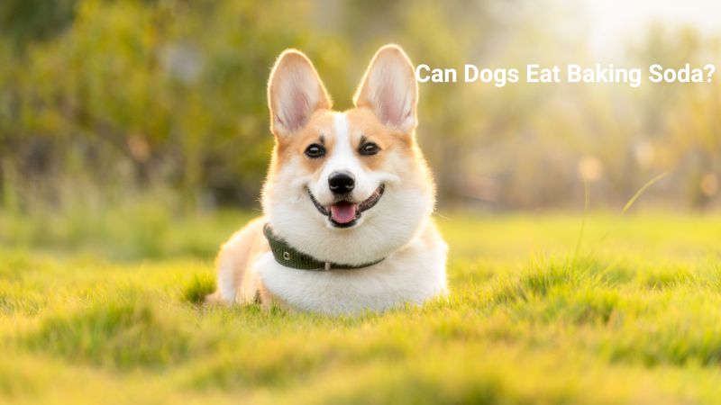 Can Dogs Eat Baking Soda 