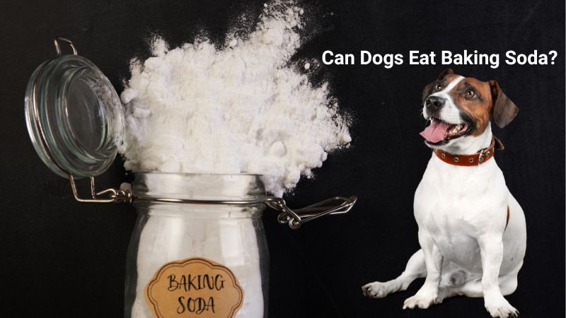 Can Dogs Eat Baking Soda?
