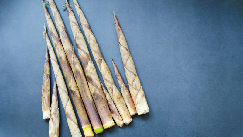 Can Dogs Eat Bamboo Shoots