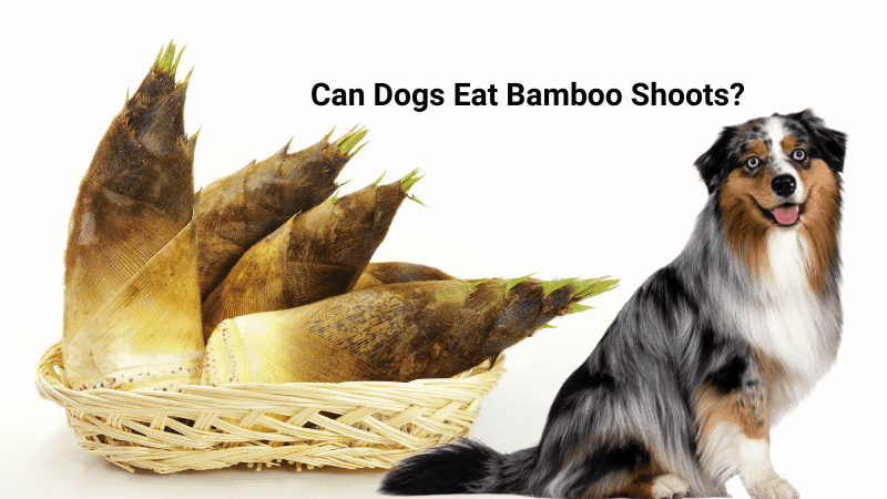 Can Dogs Eat Bamboo Shoots?Nutrition & Safety Facts