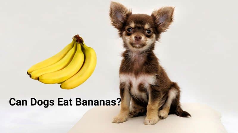 Can Dogs Eat Bananas?