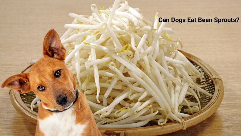 Can Dogs Eat Bean Sprouts?Expert advice