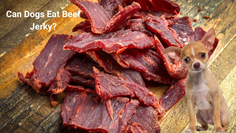 Can Dogs Eat Beef Jerky?WHAT YOU NEED TO KNOW