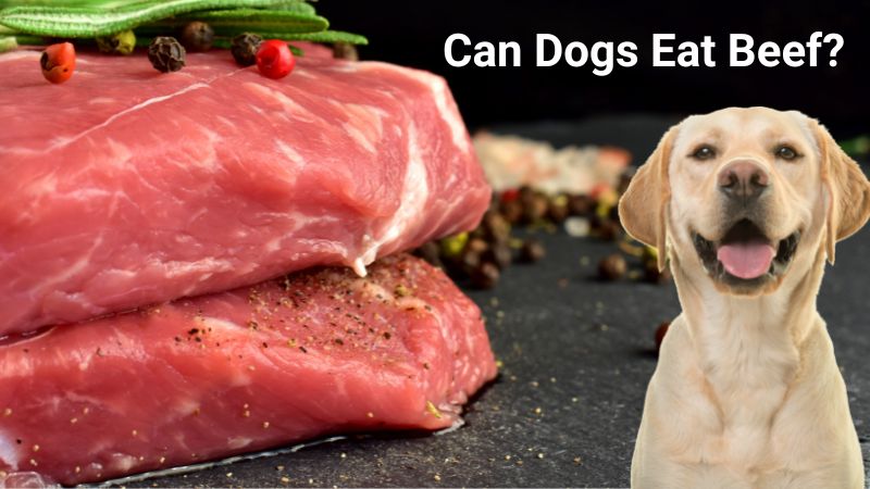 Can Dogs Eat Beef