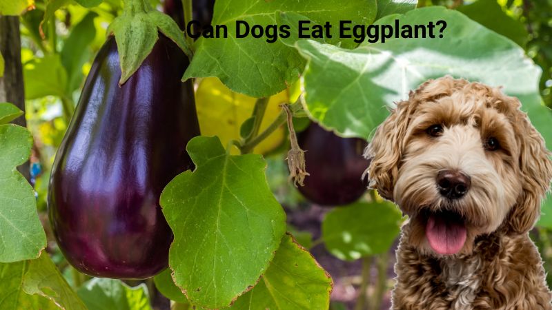 Can dogs eat eggplant?