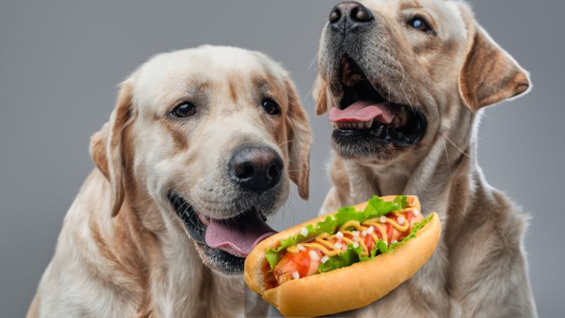 Can Dogs Eat Hot Food