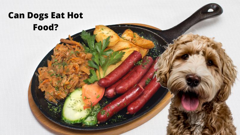 Can Dogs Eat Hot Food?