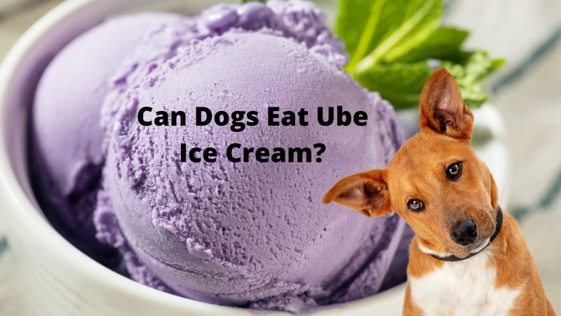 Can Dogs Eat Ube Ice Cream-