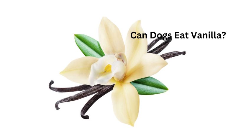Can Dogs Eat Vanilla