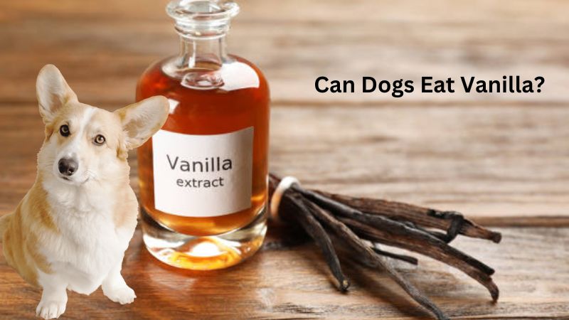 Can Dogs Eat Vanilla?Insight and Safety Tips