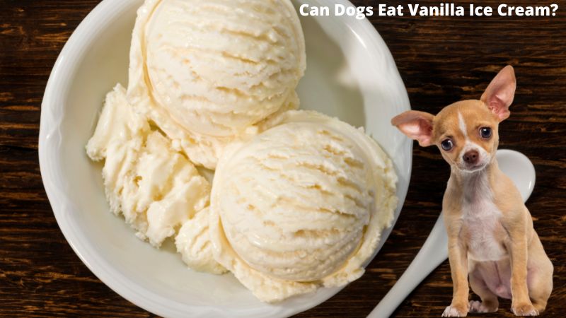 Can Dogs Eat Vanilla Ice Cream..