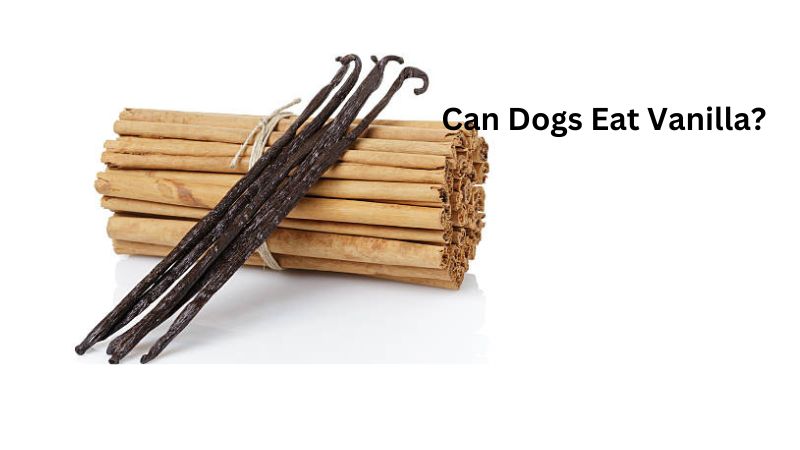 Can Dogs Eat Vanilla