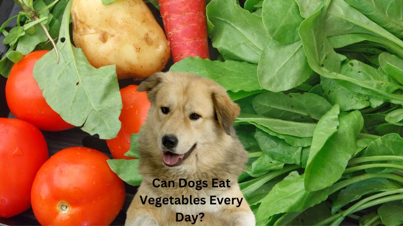 Can dogs eat vegetables every day?