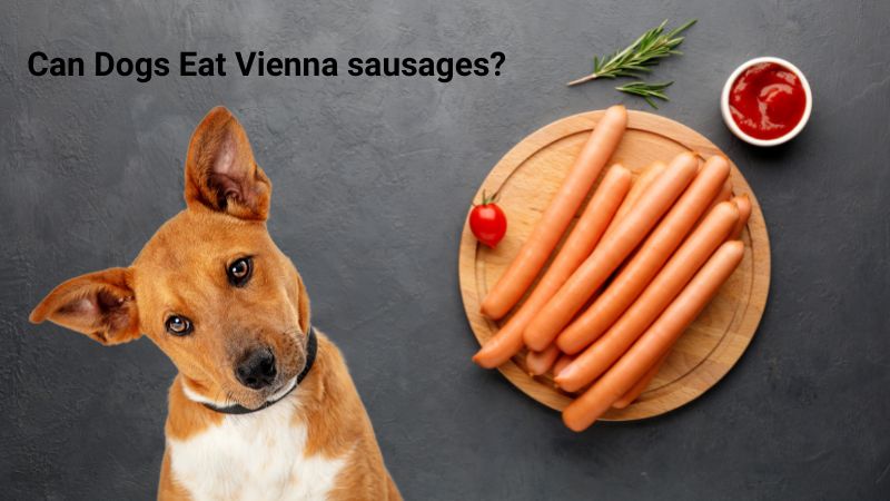 Can Dogs Eat Vienna sausages