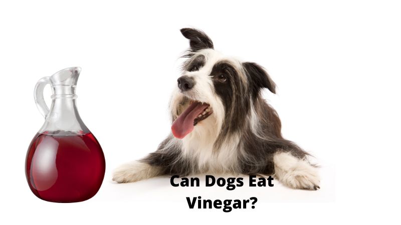 Can Dogs Eat Vinegar?