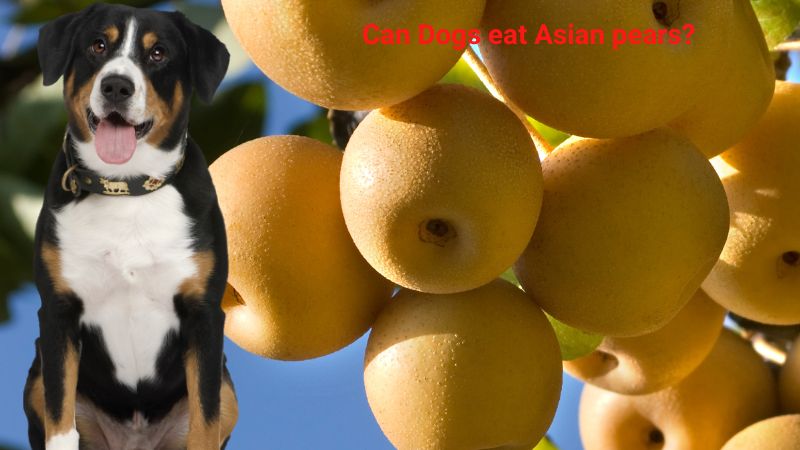 Can Dogs eat Asian pears?What Happens If They Do?