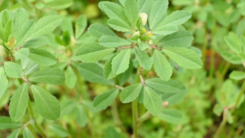 Can dogs eat Watercress