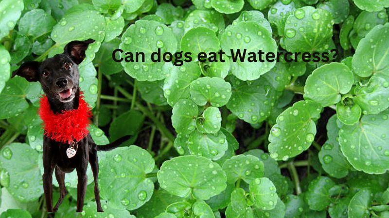 Can Dogs Eat Watercress?