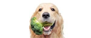 Can dogs eat broccoli?